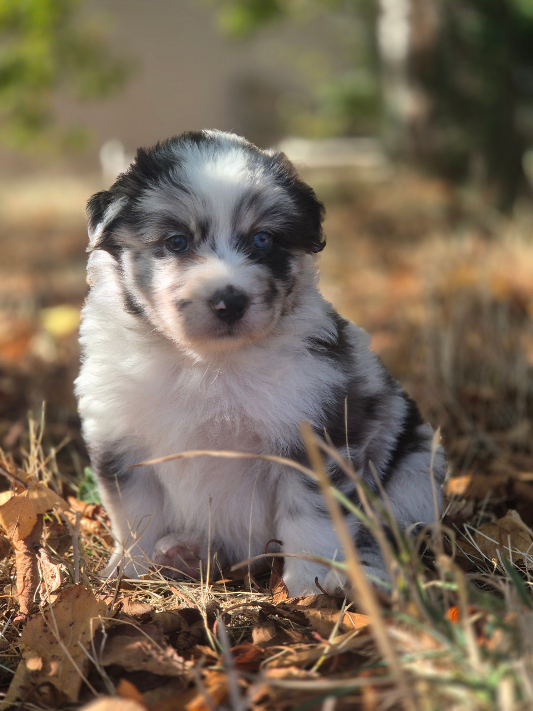 Chiot Berger Australien des Plaines De Perceneige