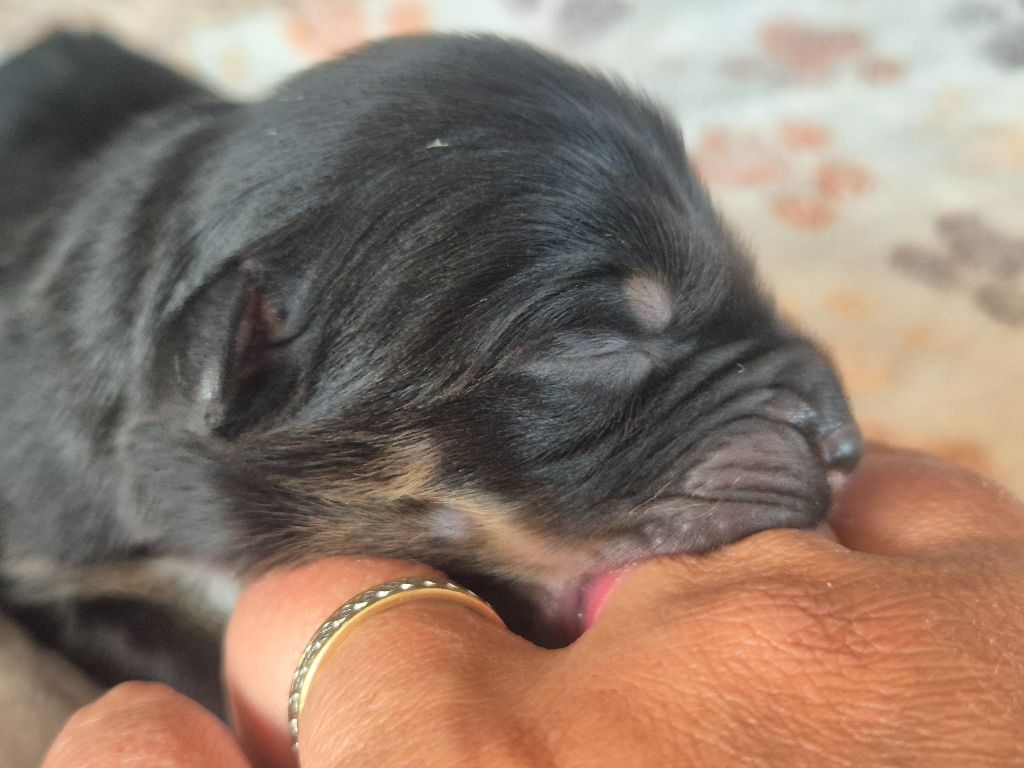 des Plaines De Perceneige - Chiots disponibles - Berger Australien