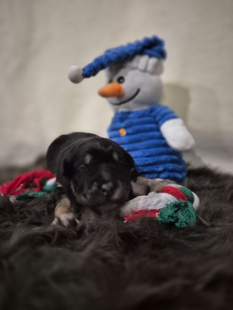 des Plaines De Perceneige - Chiots disponibles - Berger Australien