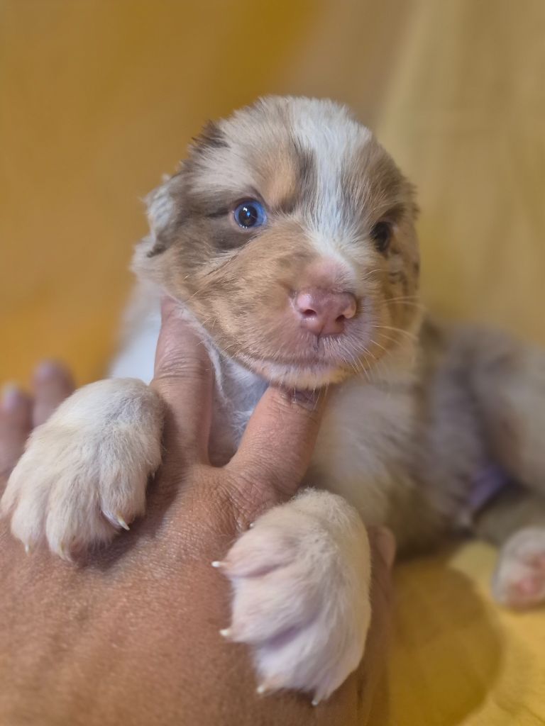 des Plaines De Perceneige - Chiots disponibles - Berger Australien