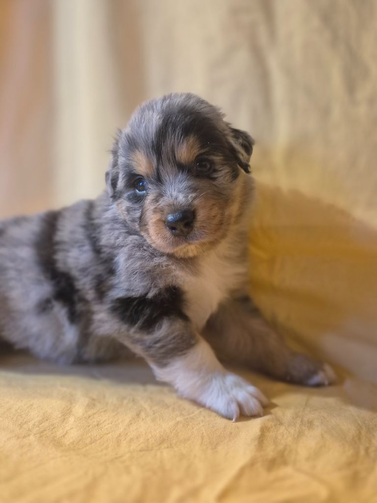 des Plaines De Perceneige - Chiots disponibles - Berger Australien