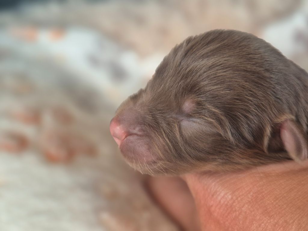 des Plaines De Perceneige - Chiots disponibles - Berger Australien