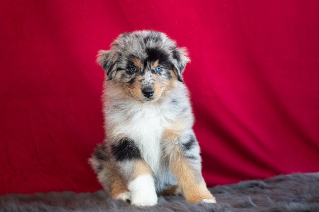 des Plaines De Perceneige - Chiots disponibles - Berger Australien