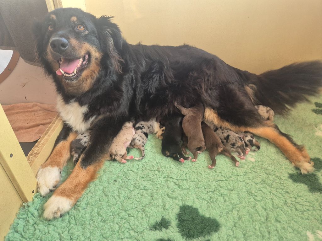 Chiot Berger Australien des Plaines De Perceneige