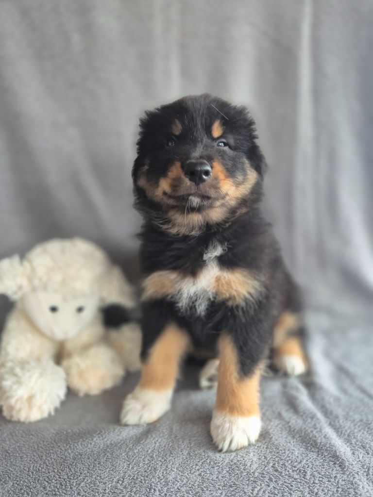 des Plaines De Perceneige - Chiots disponibles - Berger Australien