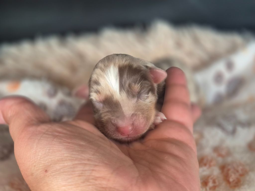 des Plaines De Perceneige - Chiots disponibles - Berger Australien