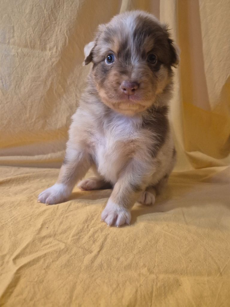 des Plaines De Perceneige - Chiots disponibles - Berger Australien