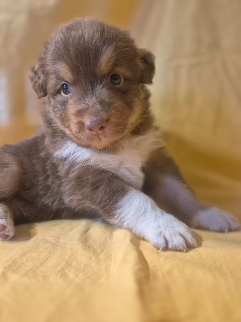 des Plaines De Perceneige - Chiots disponibles - Berger Australien