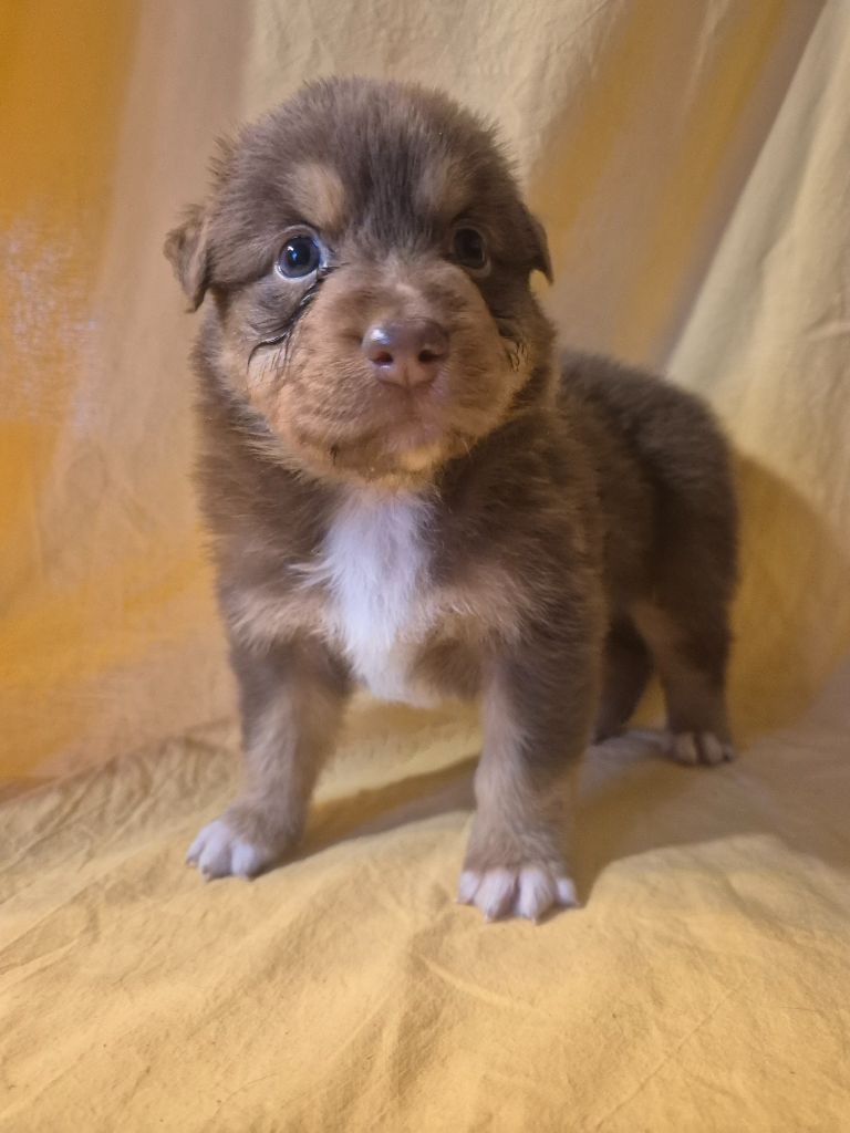 des Plaines De Perceneige - Chiots disponibles - Berger Australien