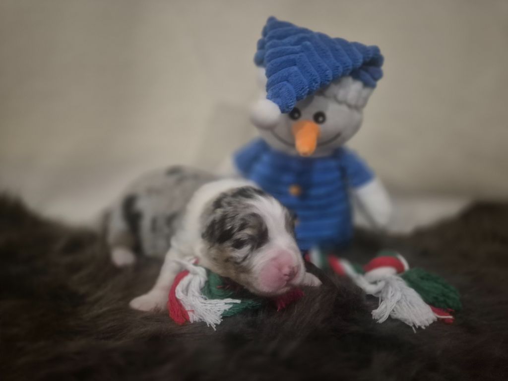 des Plaines De Perceneige - Chiots disponibles - Berger Australien