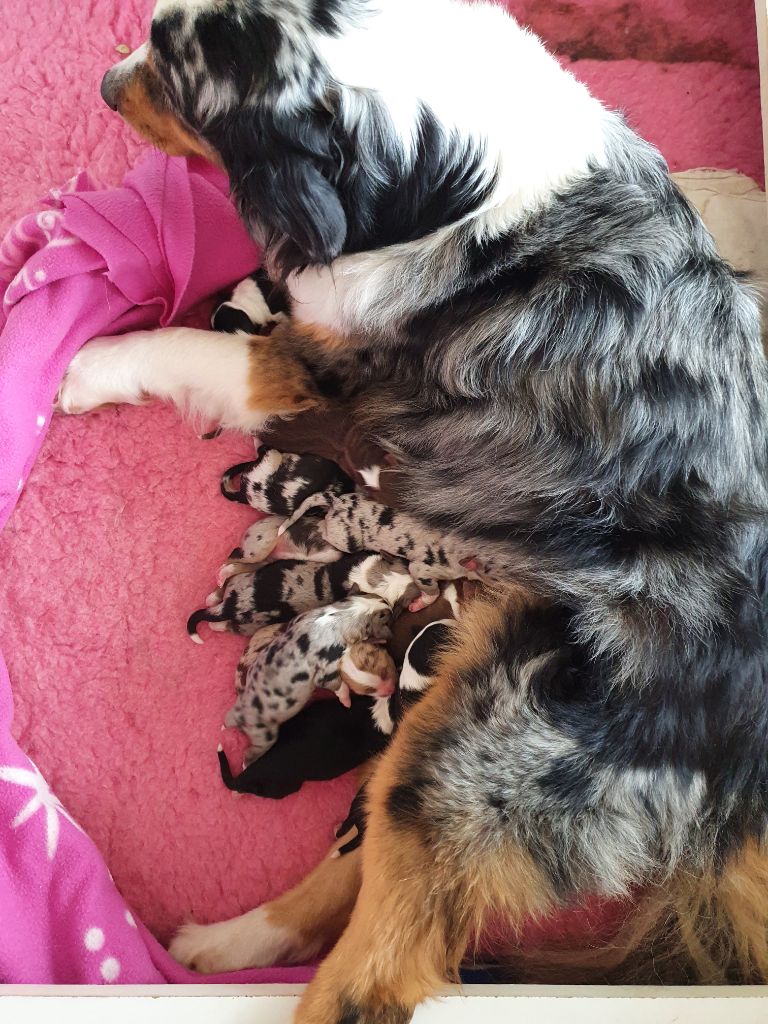 Chiot Berger Australien des Plaines De Perceneige