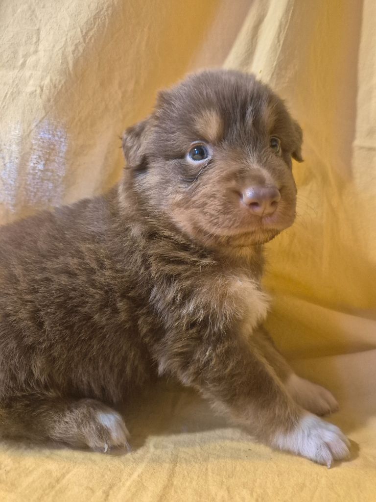 des Plaines De Perceneige - Chiots disponibles - Berger Australien
