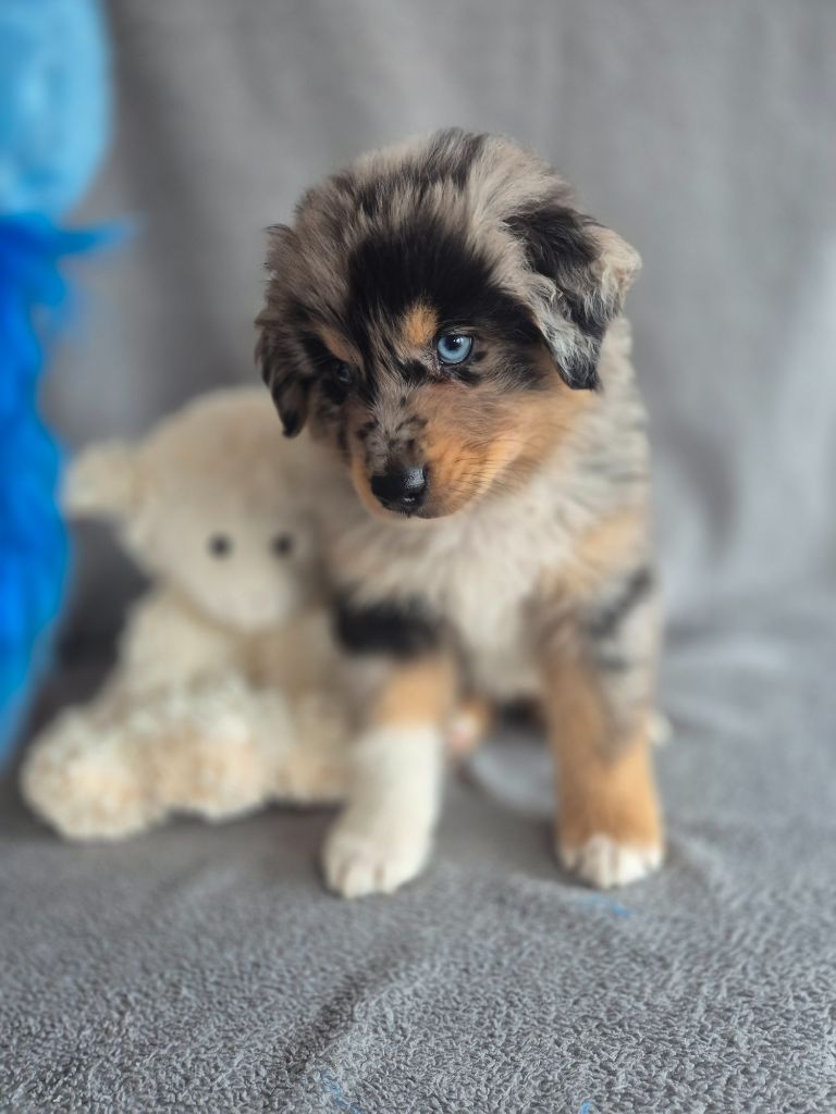 des Plaines De Perceneige - Chiots disponibles - Berger Australien