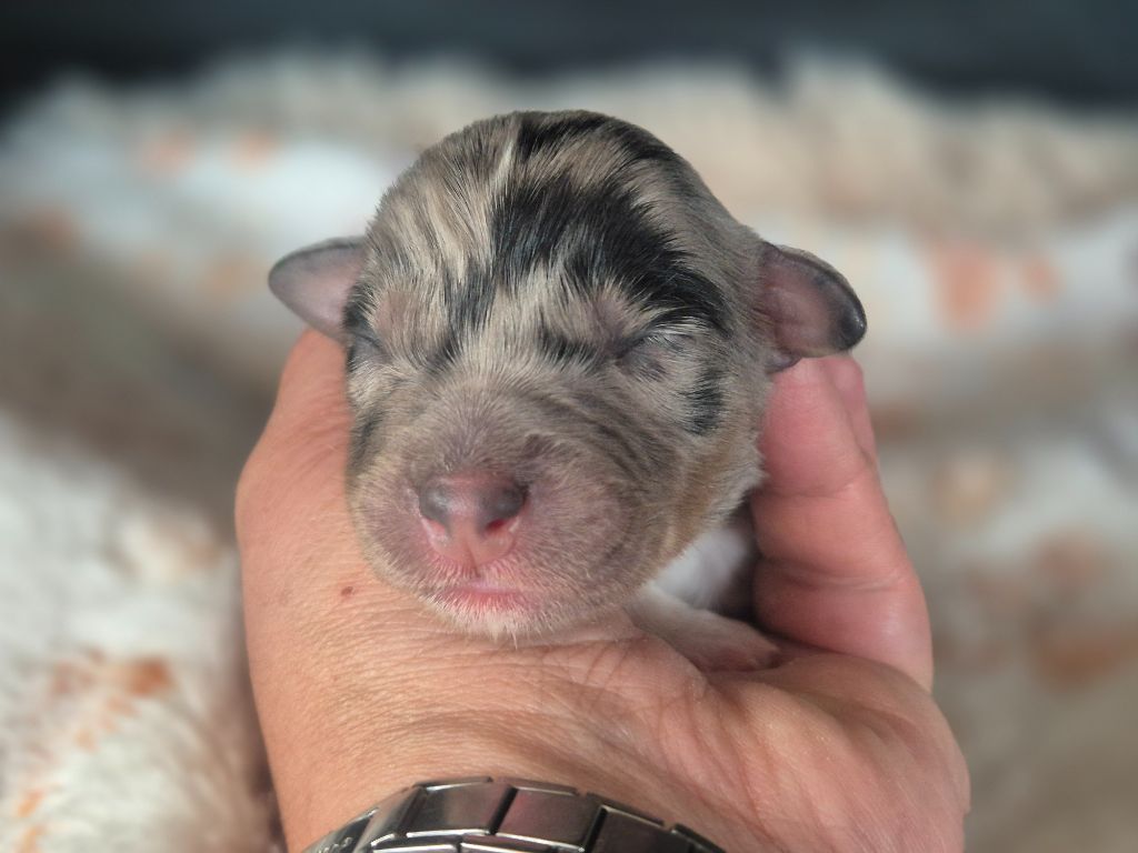 des Plaines De Perceneige - Chiots disponibles - Berger Australien