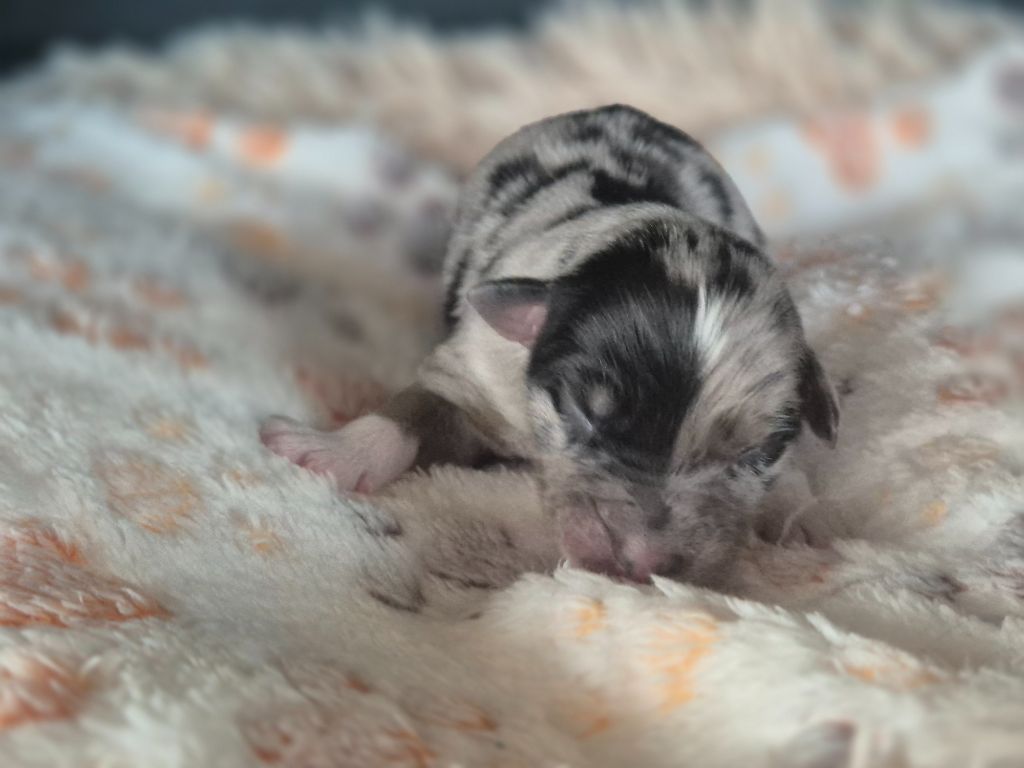 des Plaines De Perceneige - Chiots disponibles - Berger Australien