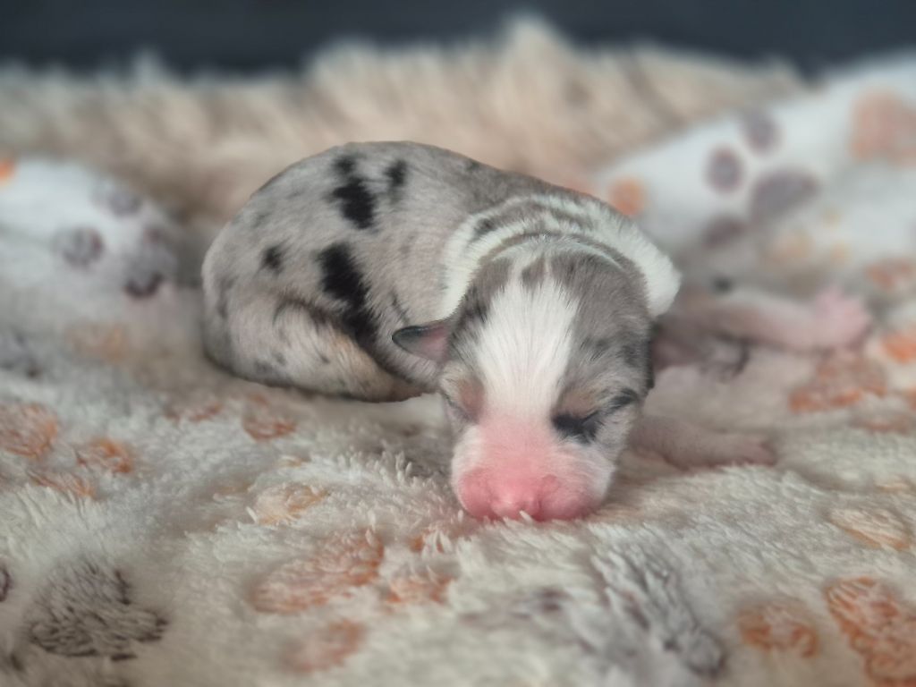 des Plaines De Perceneige - Chiots disponibles - Berger Australien