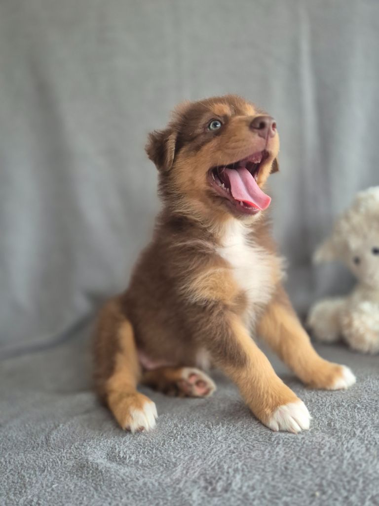 des Plaines De Perceneige - Chiots disponibles - Berger Australien