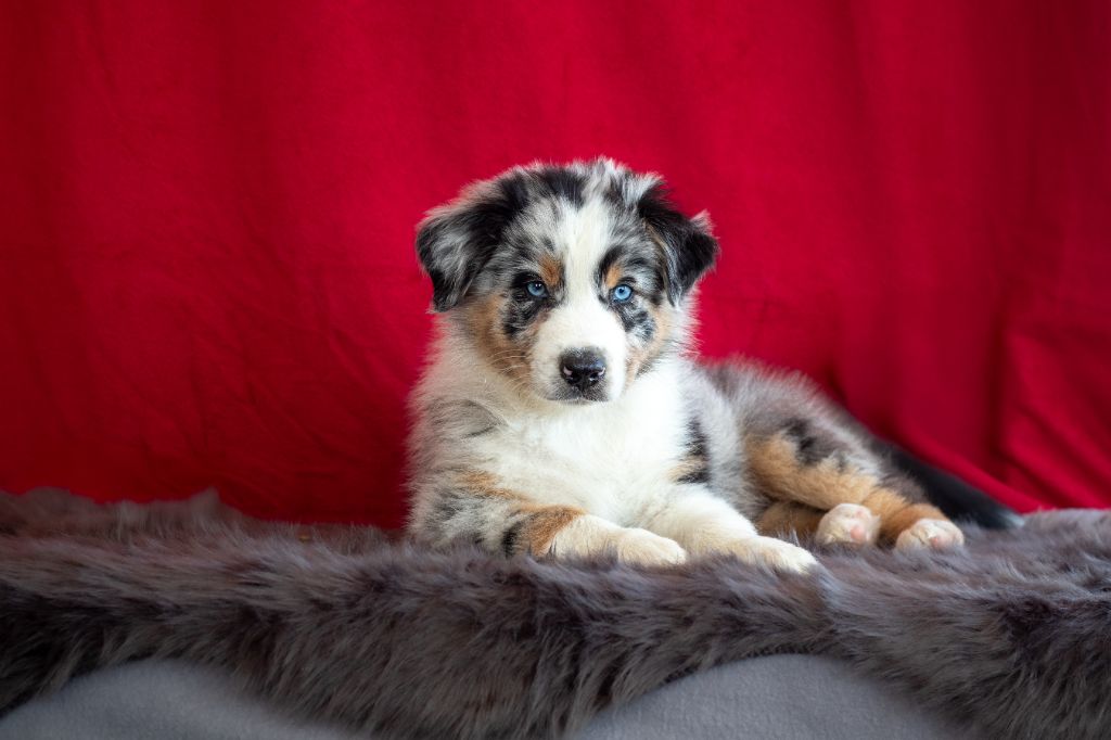 des Plaines De Perceneige - Chiots disponibles - Berger Australien