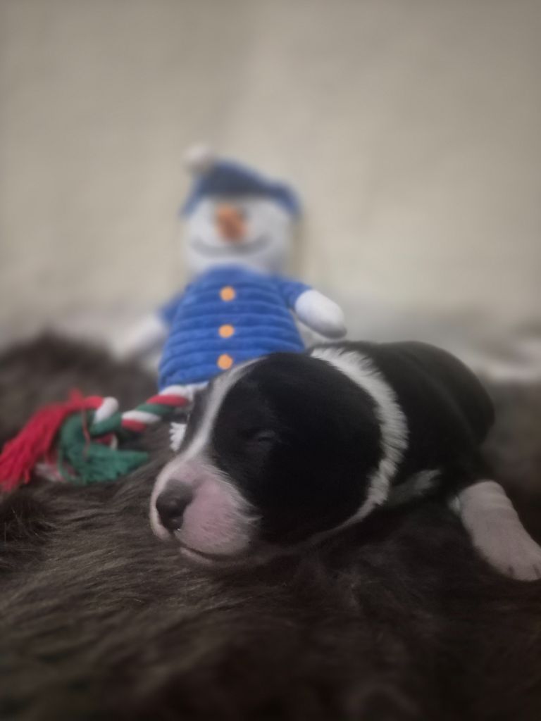 des Plaines De Perceneige - Chiots disponibles - Berger Australien