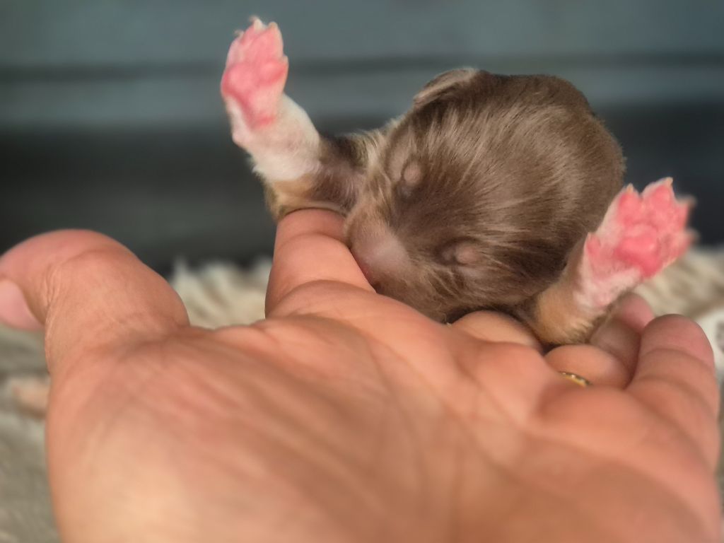 des Plaines De Perceneige - Chiots disponibles - Berger Australien