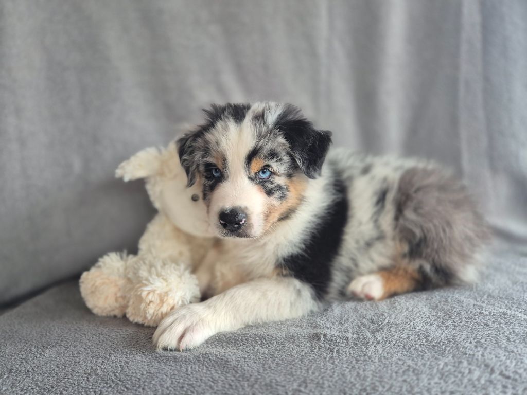 des Plaines De Perceneige - Chiots disponibles - Berger Australien