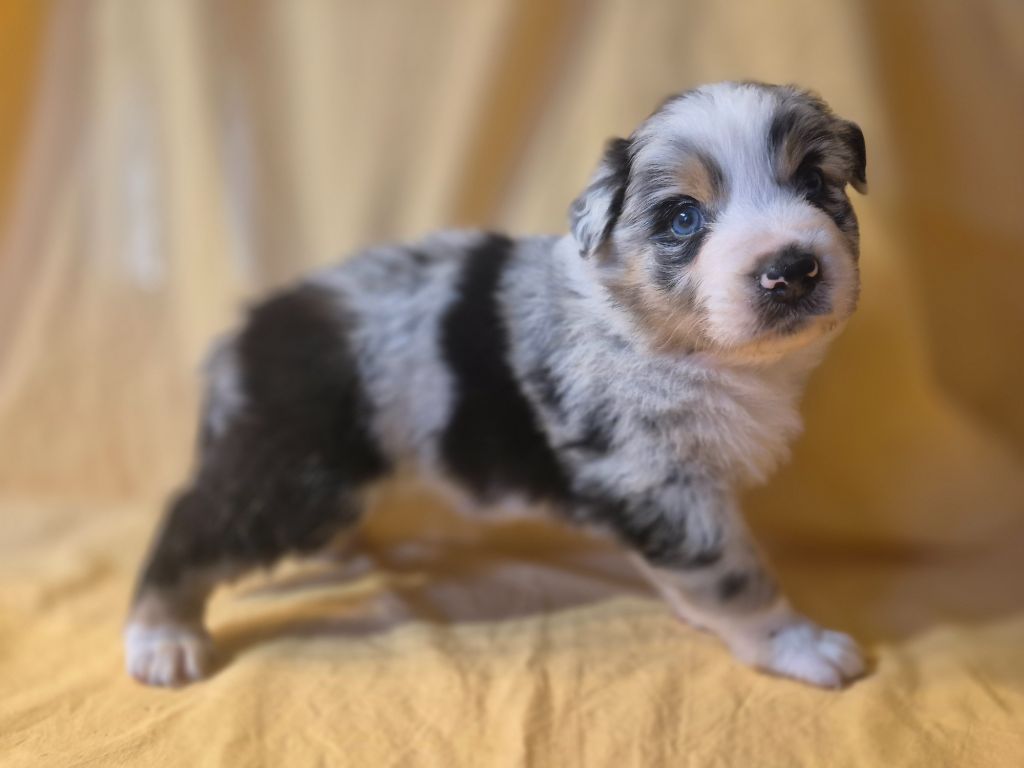 des Plaines De Perceneige - Chiots disponibles - Berger Australien