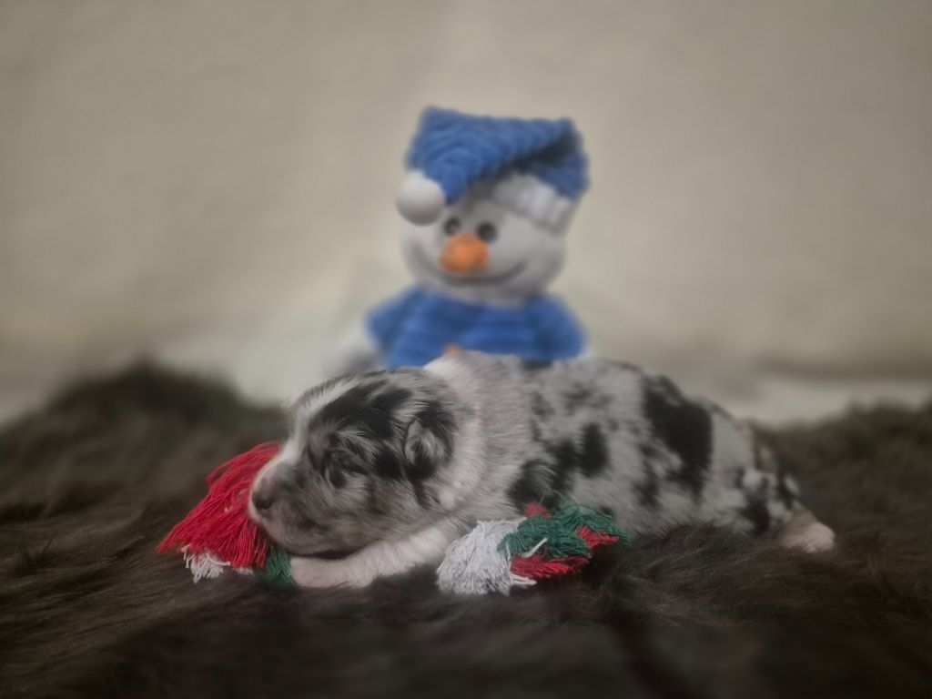 des Plaines De Perceneige - Chiots disponibles - Berger Australien